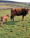 Pleasure beyond words at calving time Pleasure beyond words at calving time