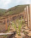 Nurturing saplings by deterring deer and enriching soil Nurturing saplings by deterring deer and enriching soil