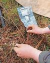 Exmoor National Park is testing natural methods to generate new woodland Exmoor National Park is testing natural methods to generate new woodland