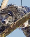 Zoo hopes arrival will boost species Zoo hopes arrival will boost species