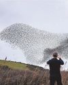 Westcountry sightings of starlings reflect UK falls Westcountry sightings of starlings reflect UK falls