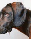 Drooling dog on high alert Drooling dog on high alert