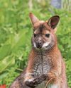 Young wallabies coming on in leaps and bounds Young wallabies coming on in leaps and bounds