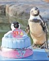 Sprats-in-ice cake treat as oldest penguin turns 37 Sprats-in-ice cake treat as oldest penguin turns 37