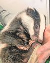 'Miracle' trio of baby badgers in safe hands 'Miracle' trio of baby badgers in safe hands