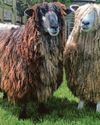 Fears over rare livestock breeds Fears over rare livestock breeds