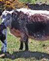 High adrenaline work tagging Galloway calves High adrenaline work tagging Galloway calves