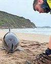 Call for net devices to deter cetaceans Call for net devices to deter cetaceans