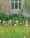Rethink lawn 'weeds' as nature's gift, says charity Rethink lawn 'weeds' as nature's gift, says charity
