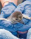 Pick up a penguin - zoo celebrates two spring chicks Pick up a penguin - zoo celebrates two spring chicks