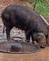 Fines and bans for pair who neglected animals Fines and bans for pair who neglected animals