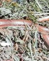 Slow worm dozing on a warm compost heap22