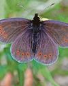 Your chance to become lord of the ringlets23