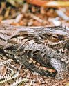 Watch out for well-camouflaged nightjars – if you can spot them24