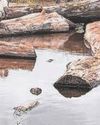 Beavers play role in reducing drought risk at West estate20