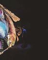 'Awe-inspiring beauty' of the natural world at Eden this summer2