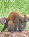 Delight as Dartmoor pine martens have first young2