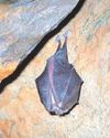 Work on new homes avoids making rare bats homeless20