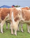 Sweet success as Lollipop takes Stithians supreme25