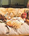 Call to help ex-laying hens wing their way to a happy free-range retirement12