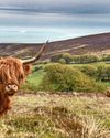 Prosperous upland farms vital to UK landscape: NFU39