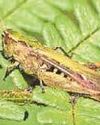 Sounds of summer from insect musicians17