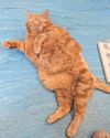 Fat cat that can't fit cat flap in need of new home12