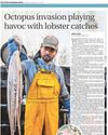 Study launched into surge in SW octopus8