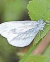 Alarming decline in butterfly numbers24
