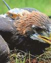 Sir David names golden eagle chick23