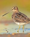 New report reveals birds faring well on Exmoor22