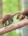 Project aims to help keep pine martens safe near busy roads1