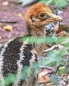 Zoo hails first chick born in 21 years3