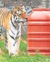 Dragan the tiger plays part in recycling project16