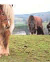 'Painted' pony is rehomed after rehabilitation5