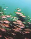 Call to end overfishing to save British fish supper Western Morning News