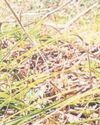 One of UK's rarest plants 'rescued' from footpath site14