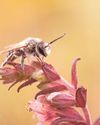 Rare species of bee is found on Cornish land26