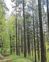 Tree disease no longer feared to pose wider threat Tree disease no longer feared to pose wider threat19