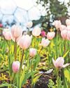 Eden Project's floral delights await visitors Eden Project's floral delights await visitors0