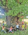 Oaks facing multiple threats in 'slow burn ecological disaster' Oaks facing multiple threats in 'slow burn ecological disaster'2
