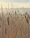 Boost for birdlife at wetland farming sites is shown by study Boost for birdlife at wetland farming sites is shown by study20