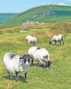 High Court ruling over commons grazing levels High Court ruling over commons grazing levels10