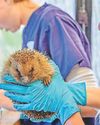 Patient in prickly situation first to be treated at new 'hogspital' Patient in prickly situation first to be treated at new 'hogspital'11