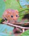 Seasonal weight changes among dozy dormice Seasonal weight changes among dozy dormice1