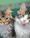 Surge in pet sale scams Surge in pet sale scams14