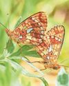 'Increasingly urgent' battle to save butterflies 'Increasingly urgent' battle to save butterflies23