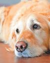 Elbow worries for slowing Labrador33