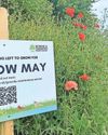 No Mow May movement is growing taller across the UK17