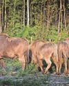 Plea to make it easier for bison to return and improve habitats25